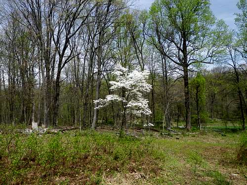 Springtime on the Appalachian Trail