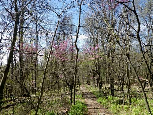 Springtime on the Appalachian Trail