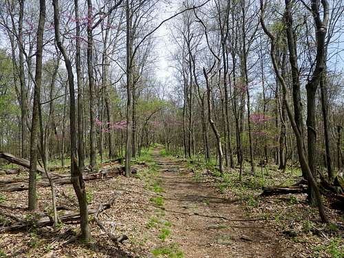 Springtime on the Appalachian Trail