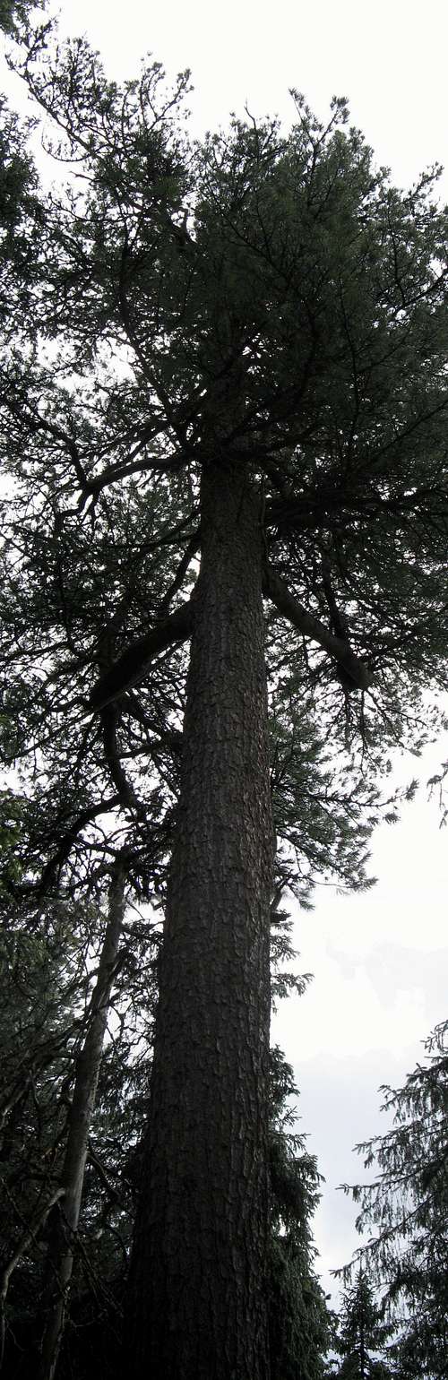 Swiss pine <i>Pinus cembra</i>