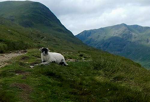 Guardian sheep on St. Sunday Crag