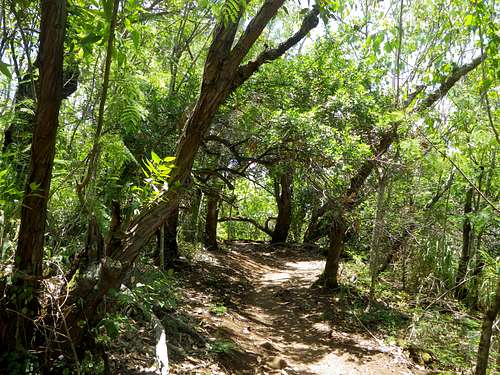 Nounou Trail Scenery