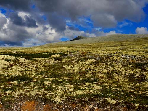 Colorful lichens along the approach to Rondvassbu Hut
