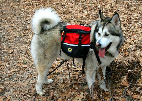 Backpacking Dog