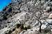 Rilic - bare limestone, sparse vegetation