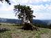 A Bristlecone Pine Tree at...
