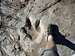 Allosaurus footprint with my...