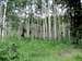 Aspen Trees on Carbon Trail