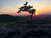 Brave little pine tree at sunset