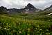 Wetterhorn Peak and Flowers