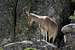 Female Gredos Ibex