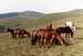 Horses near Vf.Batrina....