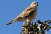 Canarian Kestrel (Falco tinnunculus canariensis)