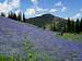 Lupine explosion in the Snake River Range