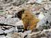 Mt. Peale's resident marmot