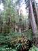 Ferns & Redwoods