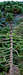 araucaria angustifolia
