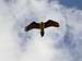 Avvoltoio barbuto or avvoltoio degli agnelli (Gypaetus barbatus)
