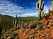 Cactus along the Vineyard Trail