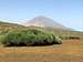 A bush and El Teide