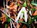 Bucaneve (Galanthus nivalis), Passo Nota