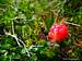 Cloudberry (Rubus Chamaemorus), Lofoten