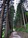 Walking along a tree-lined path near Pozza di Fassa