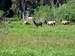 Elk herd near Government Meadow