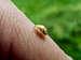 Yellow ladybug (Halyzia sedecimguttata)