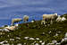 Flock of sheep