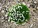 Cerastium Uniflorum (Mouse ear chickweed) grown in the scree desert, Cunturines