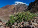 Adesmia aegiceras and the mount pirámide