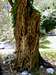 Cork tree, Bosco Caproni