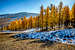 Golden Larch Trees in Autumn near Ulaanbaatar Mongolia