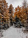 Snowy Larch Trees