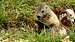 Marmots near Monte Vignola