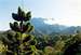 Mt.Kinabalu from the...