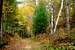 Trail View on a Northwest Park Forest Trail