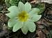 First blooming of Primula Comune (Eremo San Giacomo, February)