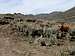 Cattle near Mud Flat Road