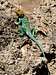 Collared Lizard in Demaree Canyon