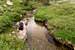 Stream crossing near foot of Mt Gilbert in Nevada