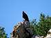 Rib Mountain Turkey Vulture