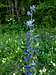 Echium vulgare (Viper's Bugloss )