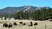 Bison Grazing on the South Side of Sylvan Peak