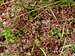 Izera forests 35 – Sphagnum moss…