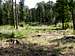 Strzelin forests 14 – Large framework…