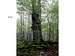 Strzelin forests 25 – Large beech…