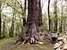 Strzelin forests 27 – Monumental oak…