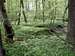 Strzelin forests 29 – Spring undergrowth…